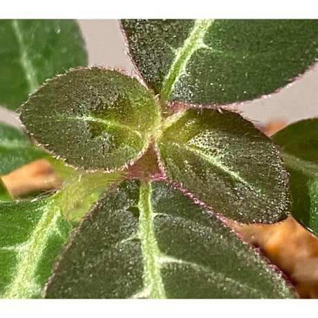Codonoboea cf. pumilla from Riau sumatera [LA1119-02]