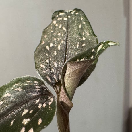 Microchilus tridax 'Green' from Ecuador