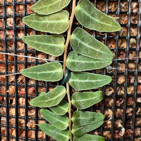 Marcgravia umbellata [Equaflor-A]