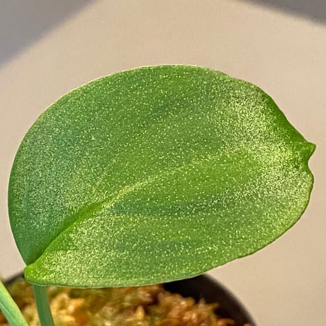 Homalomena sp. from Sekadau