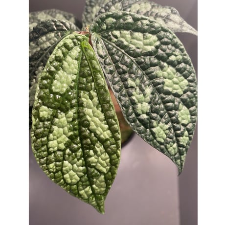 Elatostema sp. (Sri Lanka) ?