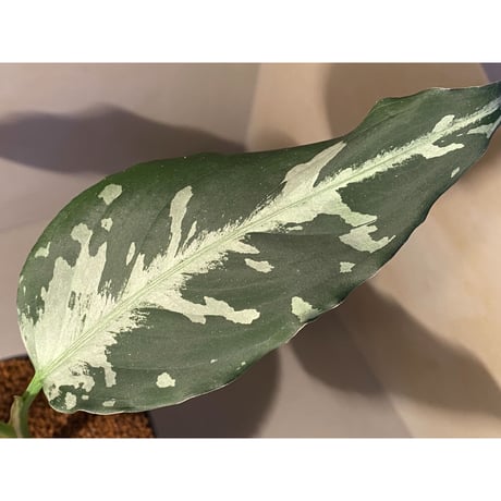 Aglaonema pictum "しるば〜らいん" from Aceh sumatera [LA1016-03j]