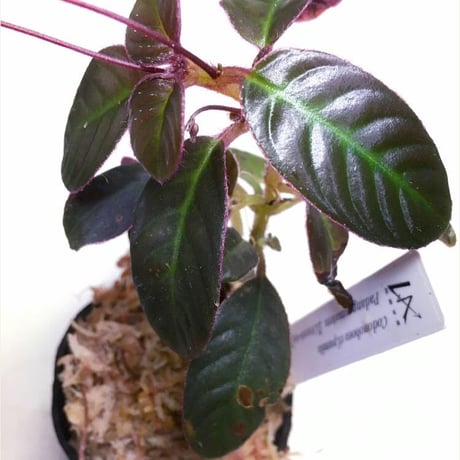 Codonoboea cf. pumila from Padang sumatera [LA1016-01]