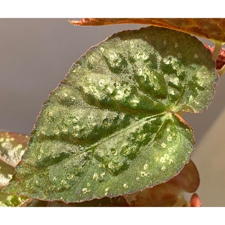 Begonia variabilis from Khao Luan Thailand [TK]