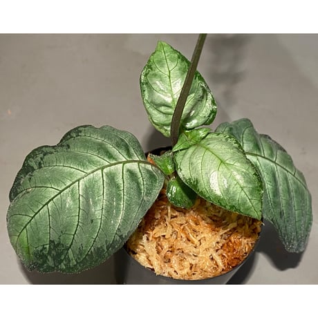 Gymnostachyum sp. "type C" from Aceh Selatan [HW0816-02]