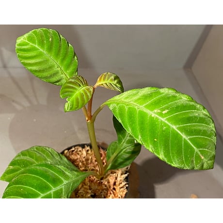 Hoffmannia discolor