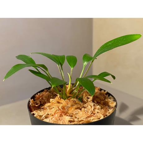 Homalomena sp. Sekadau Selatan
