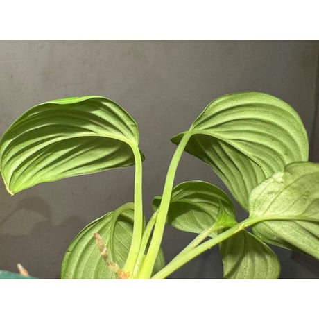 Homalomena sp. "Aceh selatan" Aceh Sumatra [TB]