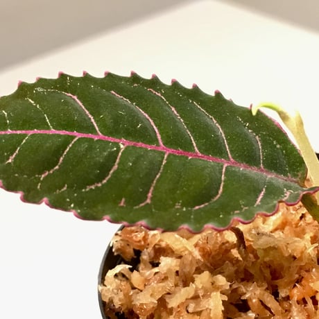 Labisia sp. from  Riau Sumatera