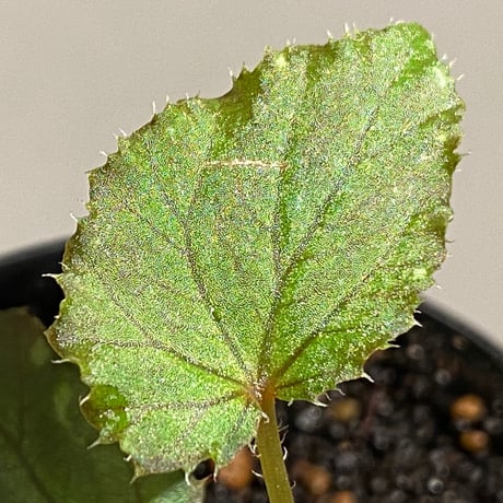 Begonia beccarii from Bau Sarawak