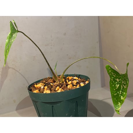 Cyrtosperma beccarianum from Papua barat [LA0022-3.5z]