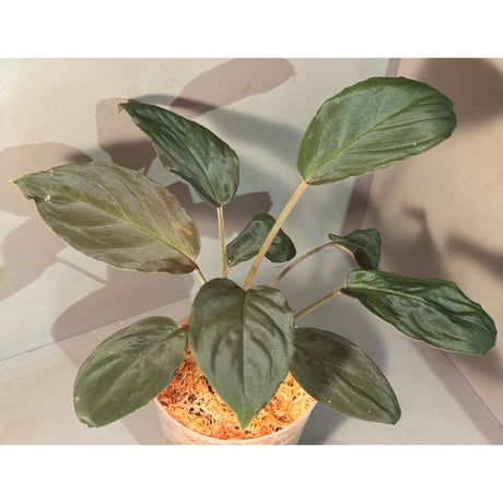 Homalomena 月輪×LR 正規タグ付き Homalomena 月輪×LR 正規タグ付き