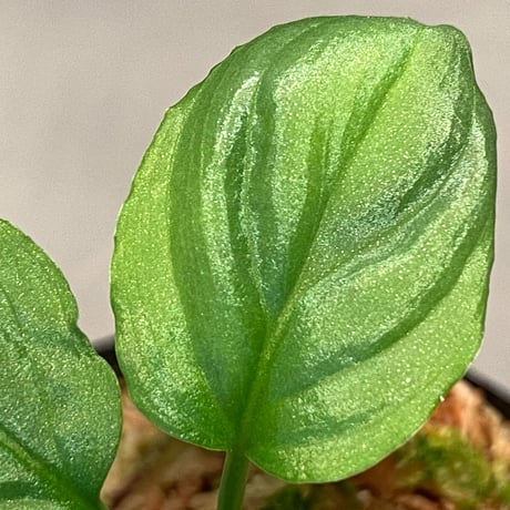 Homalomena cf. humilis from Sumatera Barat [LA0719-02]
