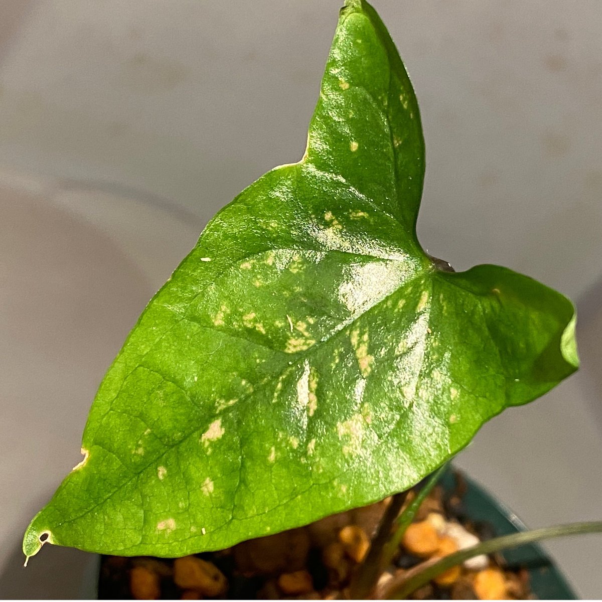 Cyrtosperma beccarianum from Papua barat [LA002