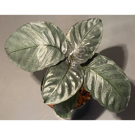 Ophiorriza sp. "鋼" from Aceh Selatan [HW0816-03]
