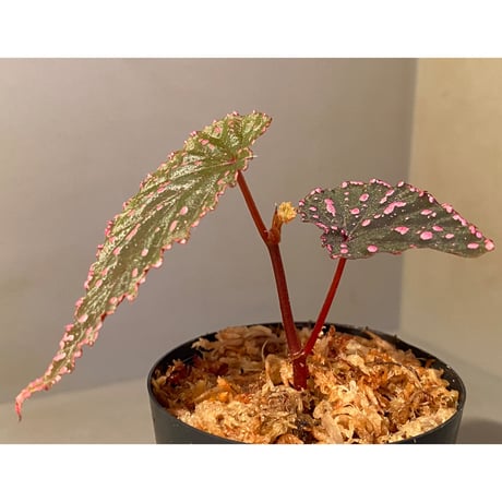 Begonia gracilicyma from Sumatera Barat [TB]