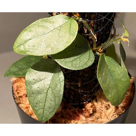Ficus sp. from Murung raya [LA0515-05]