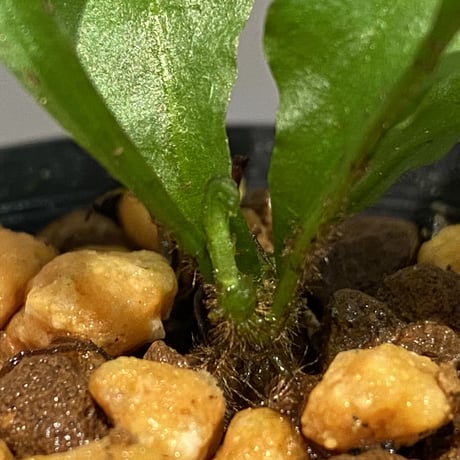 Microsorium sp. from Krabi Southern Thailand
