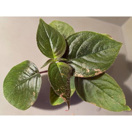 Unknown from Sumatera Utara [HW0816-01]