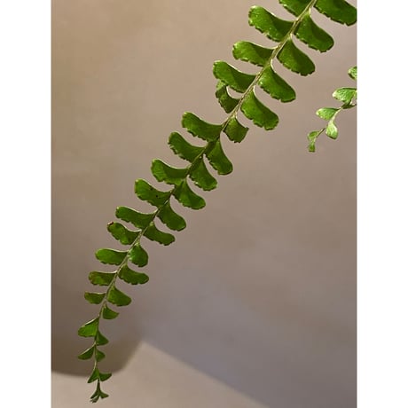 Lindsaea sp. from Trat Thailand ②