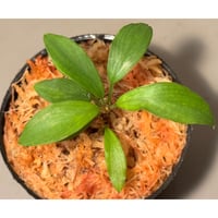 その他観葉植物 aglaonema pictum star platinum AZ0114-5 Aglaonema pictum 