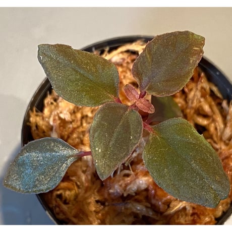 Melastoma sp. from Sibolga