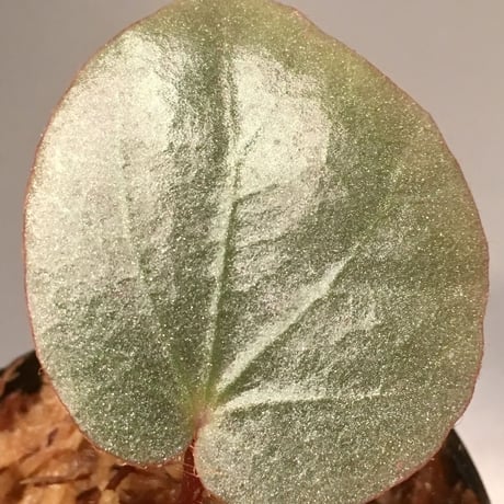 Begonia sp. from Sumatera [NT ORCHID]