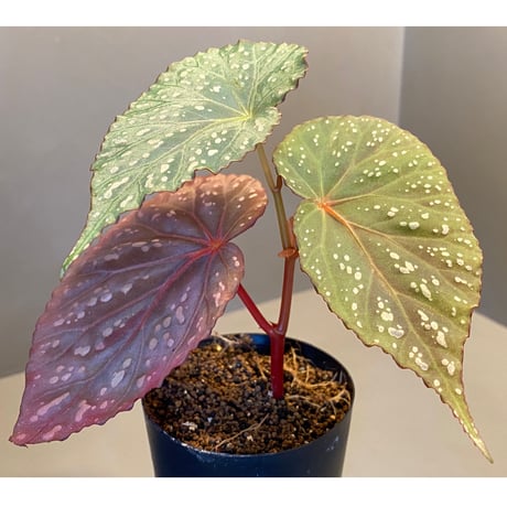 Begonia sp. from Aceh sumatera [LA1115-01T]