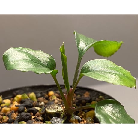Homalomena 'Rec1-29' K0718-f1 [KZT]