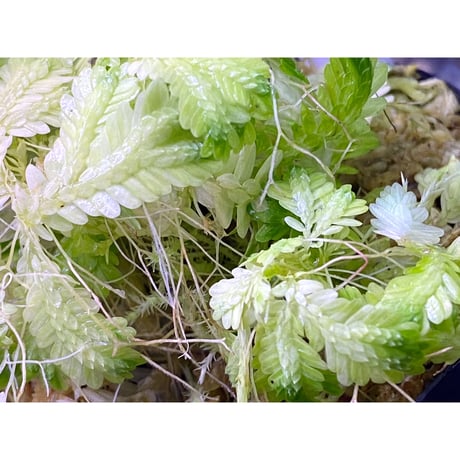 Selaginella sp. バリエガータ from "Nanga pinoh" [TB]