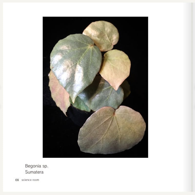 science room ver. Begonia | M・R・G・R