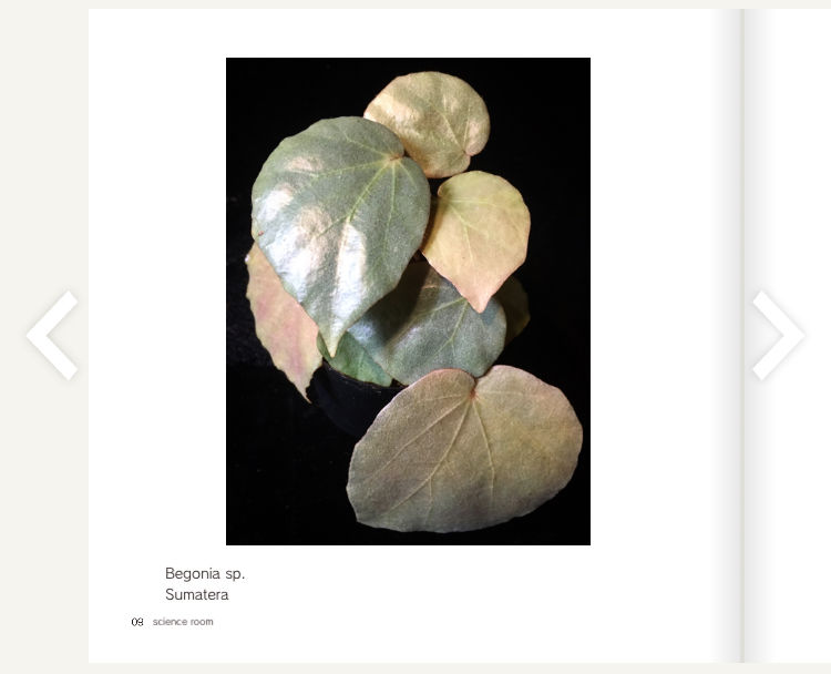 peculiarman　Begonia 5点同梱発送 science room ver. Begonia | M・R・G・R