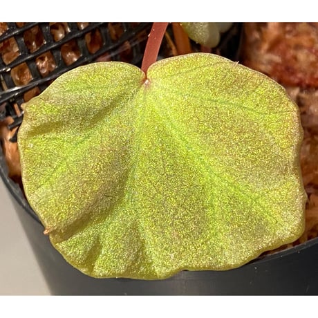 Begonia sp. from Sarawak