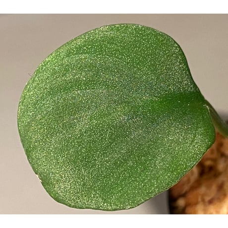 Homalomena sp. from Sumatera Utara [LA0118-02]
