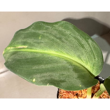 Scaphochlamys Multifolia Ooi