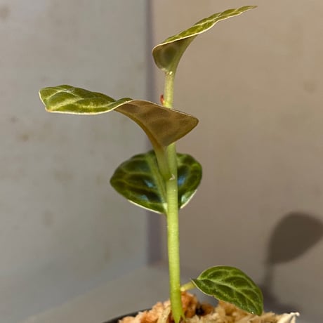 Ardisia sp. "Turtle Back" from Borneo