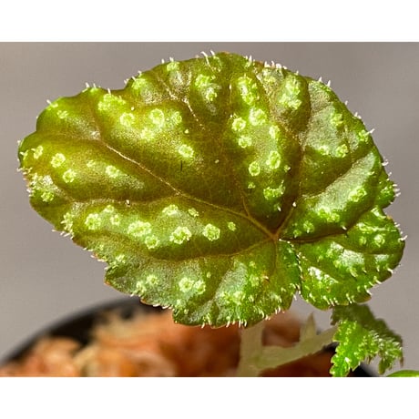 Begonia tenuifolia from Sukasada Bali [S0320-02] 伊藤蟻植物農園