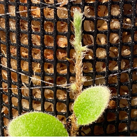 Pyrrosia nummularifolia from Santa Fe Luzon Philippines [KSB]