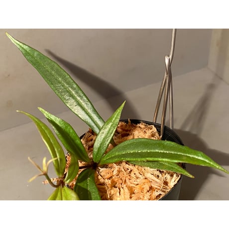 Medinilla sp. from Bukidnon 1.300m Mindanao Philippines