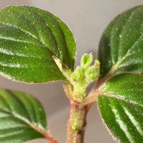 Columnea angustata