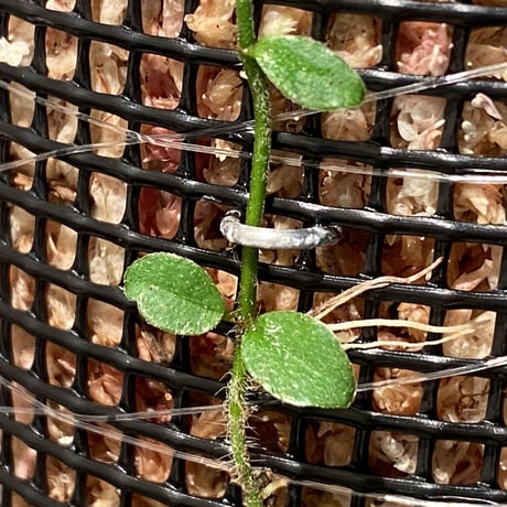 Ficus sp. from Trat Thailand