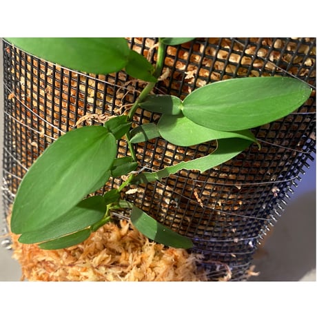 (特大株) Epipremnum sp. from Khlong Yai Trat Thailand