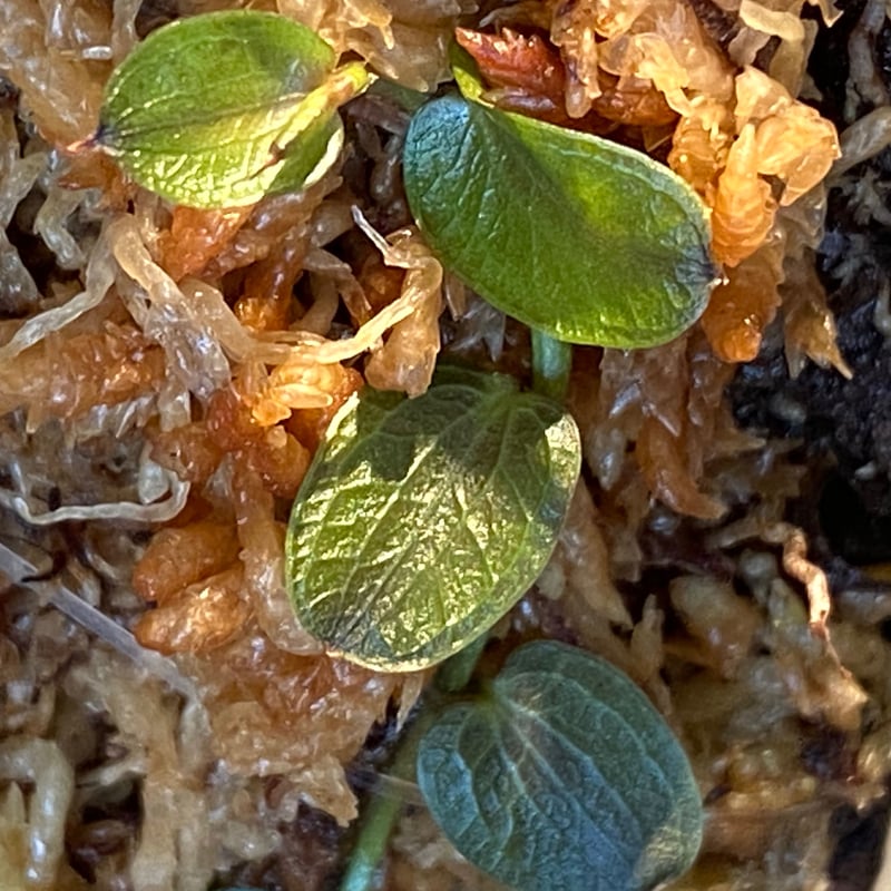 Pothos cf beccariana Mt Besar 【LA便】 Pothos cf beccariana