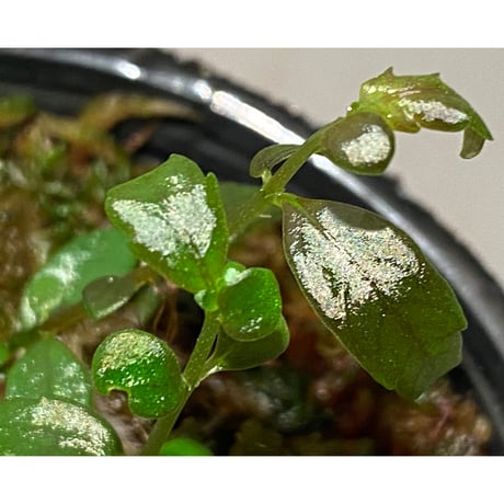 Pilea imparifolia from Iquitos Peru [tanakay]