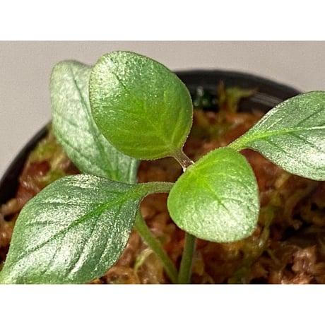 Acanthaceae gen. from Laos [LA]