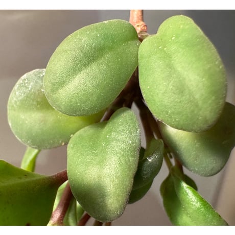 Codonanthe uleana from Moyobamba San Martin Peru