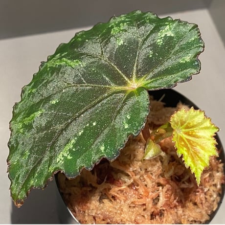 Begonia sp. from North Toraja [S0919-06] STRINGE PLANTS