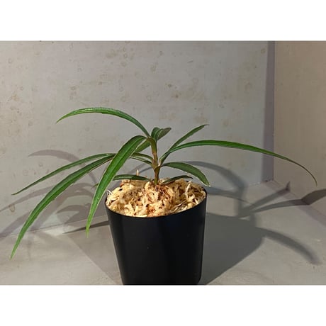 Ardisia sp. from Kapuas Hulu Kalimantan barat