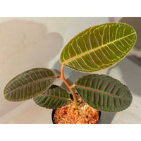 Labisia sp. from Riau Sumatera