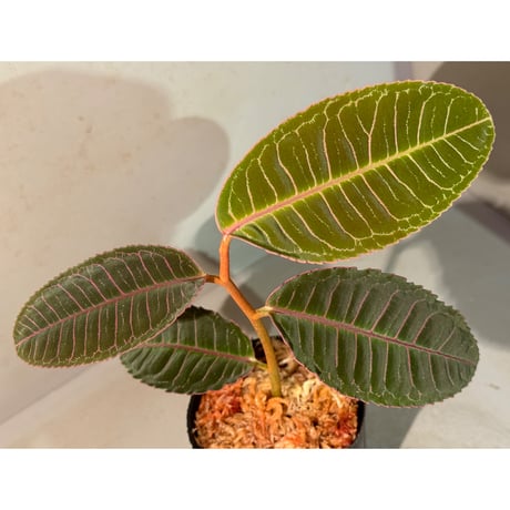 Labisia sp. from Riau Sumatera